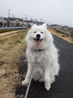 dote_i1903032.jpg