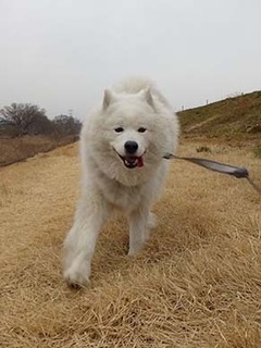dote_i1903033.jpg