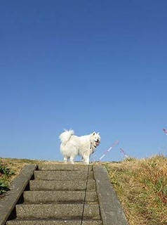 dote_i1903051.jpg