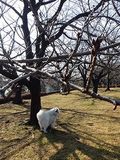 dote_i1903055.jpg
