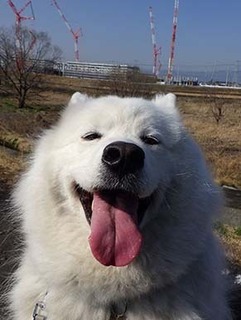dote_i1903056.jpg