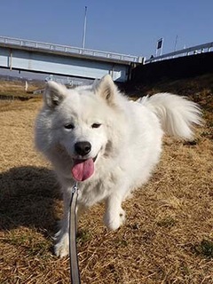 dote_i1903058.jpg