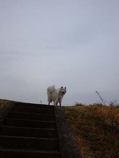 dote_i1903061.jpg