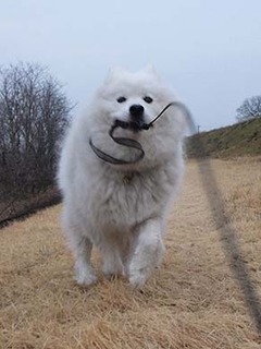 dote_i1903065.jpg