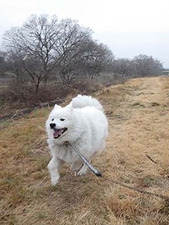 dote_i1903066.jpg