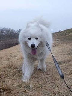 dote_i1903067.jpg