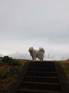 dote_i1903071.jpg