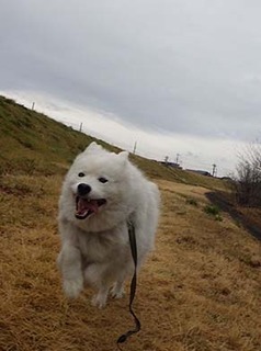 dote_i1903074.jpg