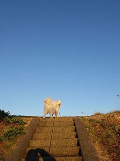 dote_i1903081.jpg
