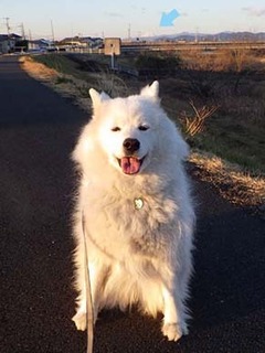 dote_i1903082.jpg