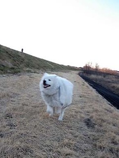 dote_i1903083.jpg