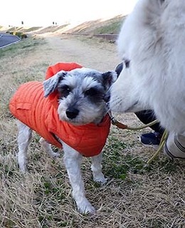 dote_i1903084.jpg