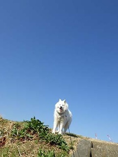 dote_i1903091.jpg