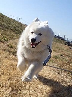 dote_i1903092.jpg