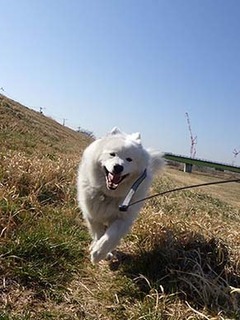 dote_i1903094.jpg
