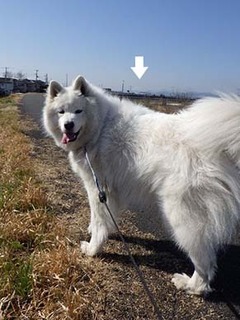 dote_i1903097.jpg