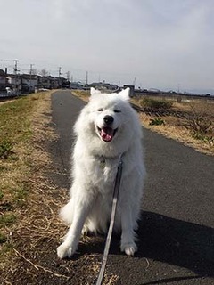 dote_i1903102.jpg