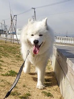 dote_i1903103.jpg