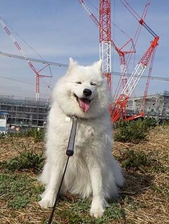 dote_i1903104.jpg