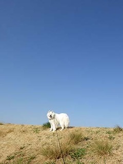 dote_i1903121.jpg