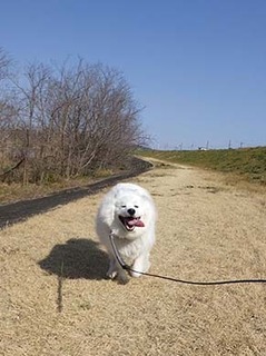 dote_i19031210.jpg