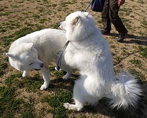 dote_i1903126.jpg