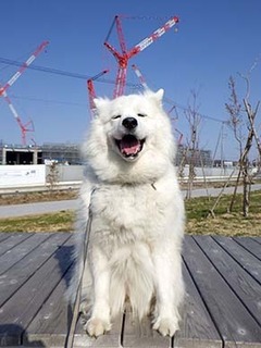 dote_i1903127.jpg