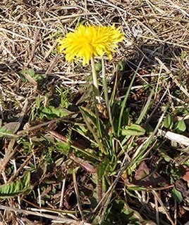 dote_i1903128.jpg
