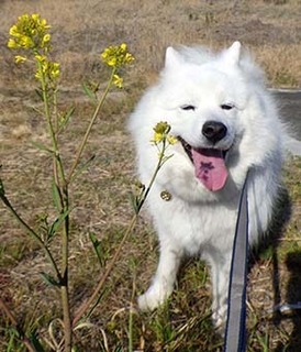 dote_i1903129.jpg