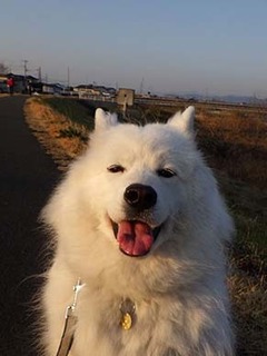 dote_i1903132.jpg