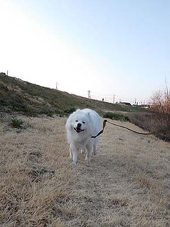 dote_i1903134.jpg