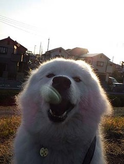 dote_i1903136.jpg