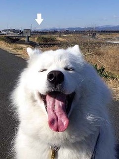 dote_i1903142.jpg