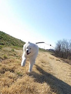dote_i1903143.jpg