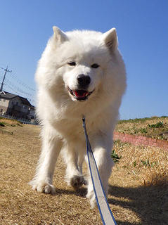 dote_i1903147.jpg
