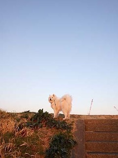 dote_i1903151.jpg