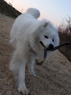 dote_i1903153.jpg