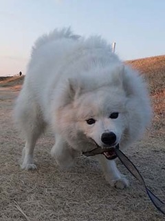 dote_i1903157.jpg