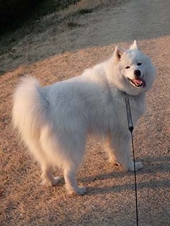 dote_i1903158.jpg