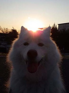 dote_i1903159.jpg
