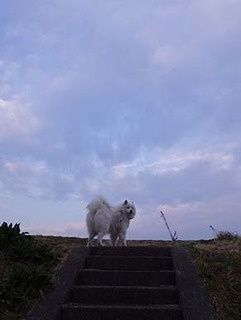 dote_i1903161.jpg