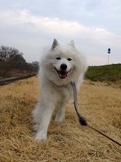 dote_i1903166.jpg