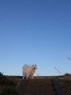dote_i1903181.jpg