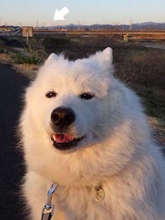 dote_i1903182.jpg
