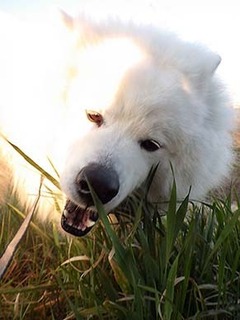 dote_i1903204.jpg