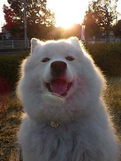 dote_i1903207.jpg