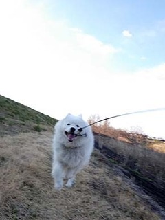 dote_i1904014.jpg