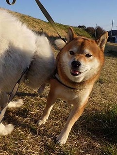 dote_i1904015.jpg