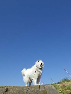 dote_i1904021.jpg