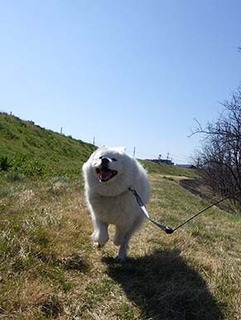 dote_i1904023.jpg